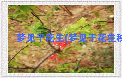 梦见干花生(梦见干花生秧子)