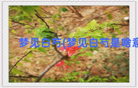 梦见白芍(梦见白芍是啥意思)