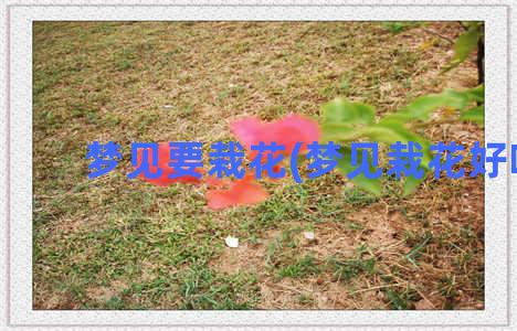 梦见要栽花(梦见栽花好吗)